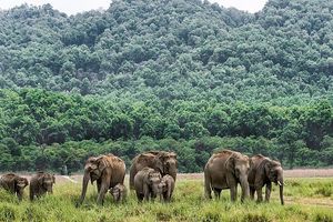چین سعی می‌کند گله فیل‌ها را از شهر ۷ میلیون نفری دور نگه دارد