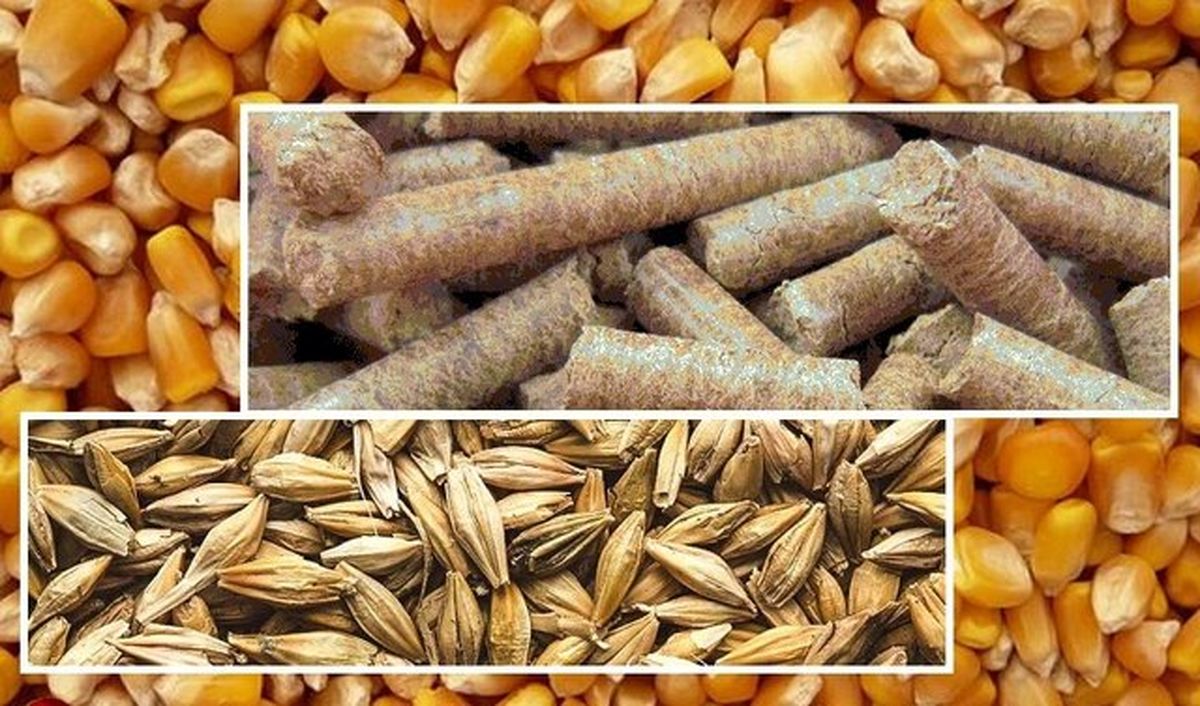 ۲۰۰ تن نهاده های دامی در بابل