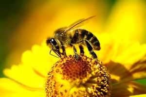 ذراتی که زنبورها را از حشره‌کش‌ها مصون می‌کند