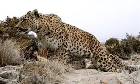 لحظه ورود پلنگ وحشی به ساختمان مسکونی/ ویدئو