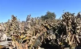 نابودی پایتخت موز ایران در پی بلایای طبیعی و افت ولتاژ برق