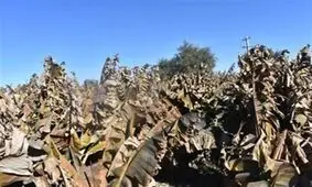 نابودی پایتخت موز ایران در پی بلایای طبیعی و افت ولتاژ برق