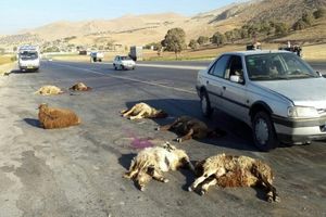 تصادف خودرو با گله گوسفندان در کرمانشاه/ چوپان ۶۰ ساله درگذشت