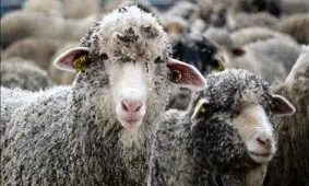 خرید تضمینی دام عشایر در سراسر کشور آغاز می شود