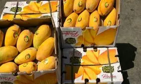 کاهش قیمت انبه به کیلویی ۳۵ هزار تومان/ محموله ۶۰۰۰ تن موز اکوادری در راه ایران