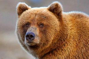 حمله خرس عصبانی به محیط‌بان مازندرانی/ ویدئو