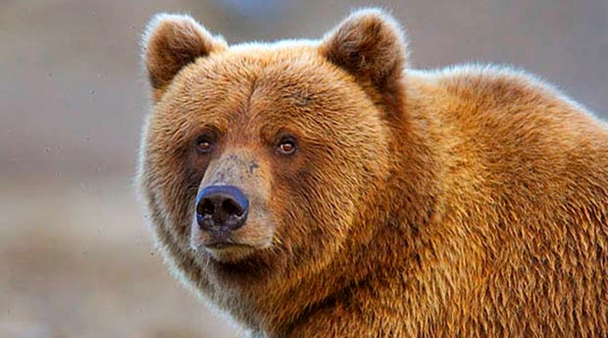 حمله خرس عصبانی به محیط‌بان مازندرانی/ ویدئو