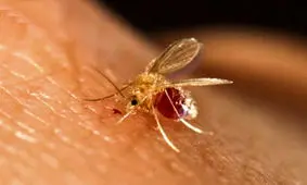 سالک، زخمی کهنه بر چهره دامغان