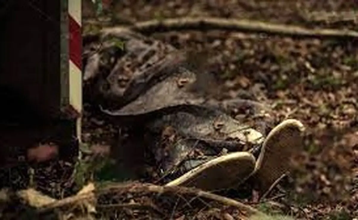 تجاوز به زن 28 ساله در مخروبه