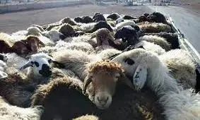۷۵ راس دام قاچاق در کنگاور کشف شد