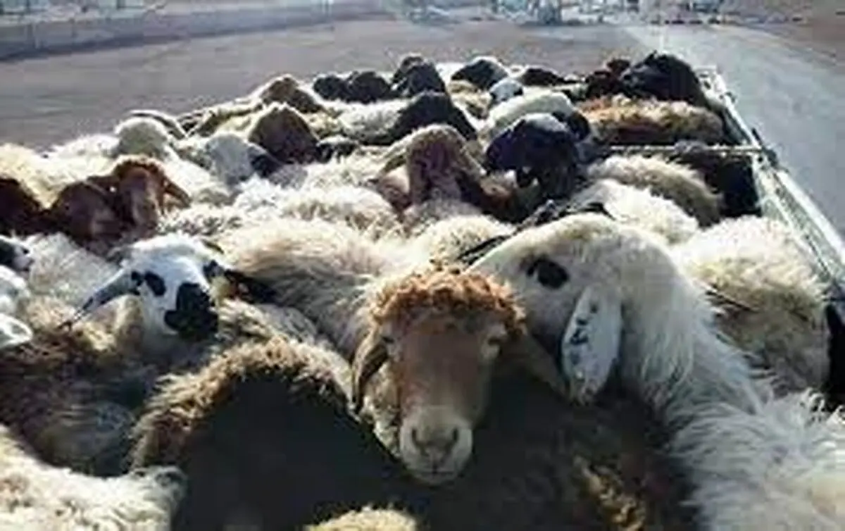 ۷۵ راس دام قاچاق در کنگاور کشف شد