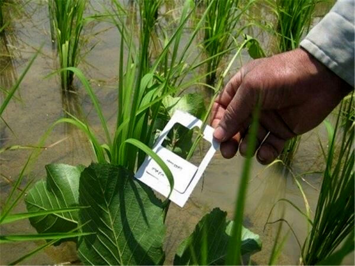 مبارزه بیولوژیک با آفات گیاهی در خراسان جنوبی توسعه یافت