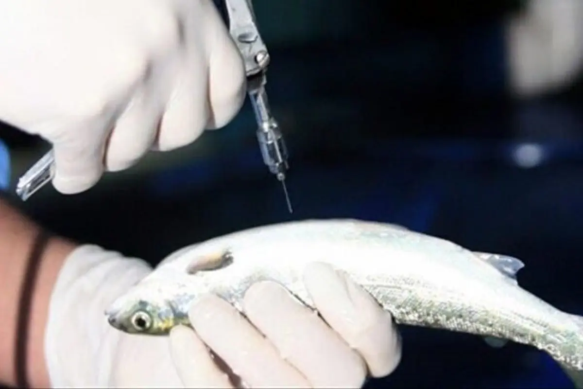 لزوم واکسیناسیون آبزیان با توجه به گرما و بروز پدیده خشکسالی