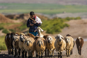 چوب حراج خشکسالی بر سر دام‌ های عشایر خراسان شمالی