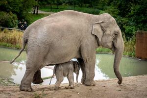 وارد شدن فیل به خانه‌ای در تایلند!