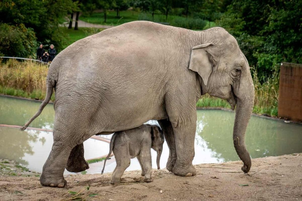 وارد شدن فیل به خانه‌ای در تایلند!