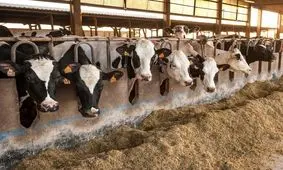 قیمت سبوس رسما آزاد شد/ قیمت شیرخام و لبنیات افزایش می یابد؟