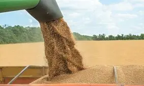 پرداخت ۷۵ درصد مطالبات گندمکاران استان مرکزی در سال جاری