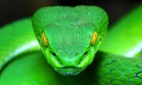 این مار پرنده است!