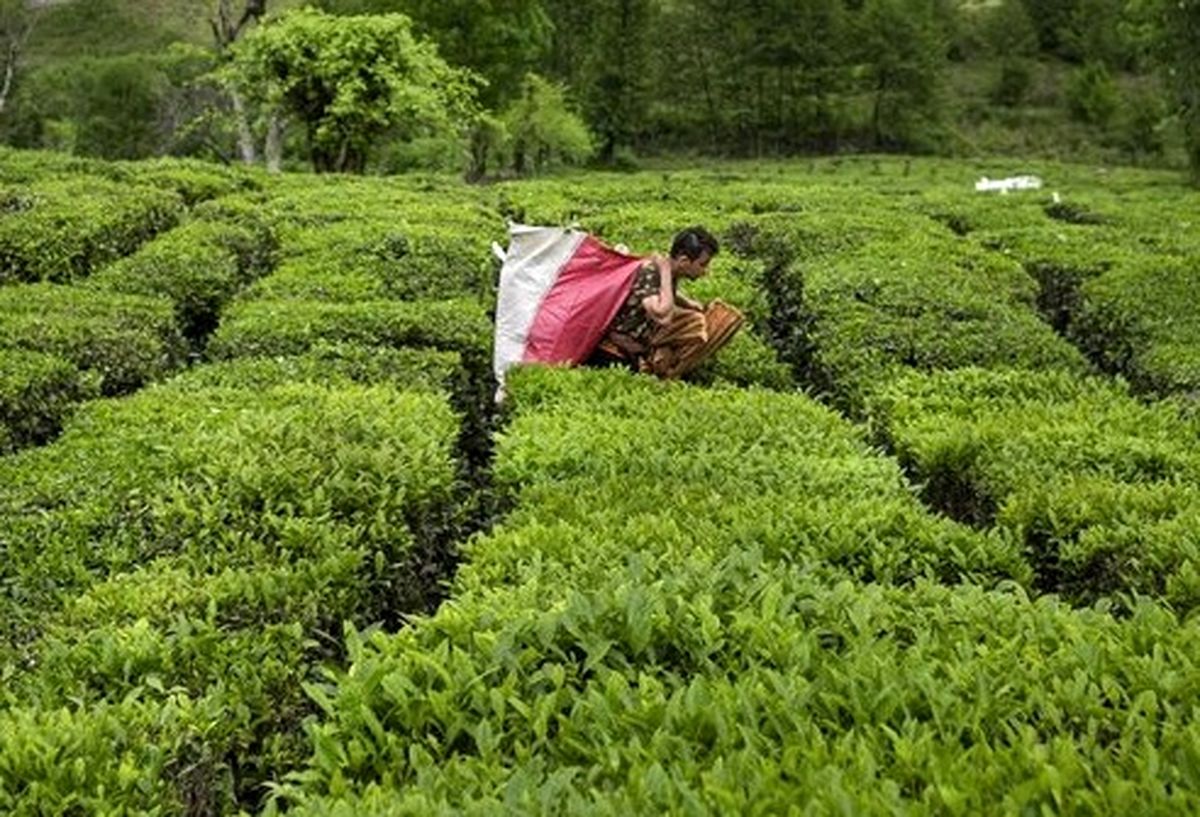 ۵۸ هزار و ۶۱۰ تن برگ سبز چای از چایکاران خریداری شد