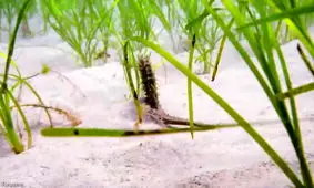 شناسایی یک گونه دریایی کمیاب در سواحل انگلیس