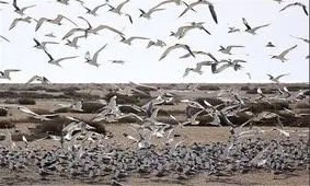 استان بوشهر با کمبود ۱۰۰ محیط‌ بان مواجه است