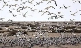 استان بوشهر با کمبود ۱۰۰ محیط‌ بان مواجه است