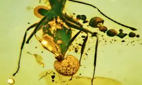 کشف نمونه‌ای از انگل قارچی در فسیل یک مورچه!