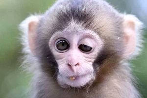ببینید این میمون باهوش چطور یوزپلنگ را شکست داد!/ ویدئو