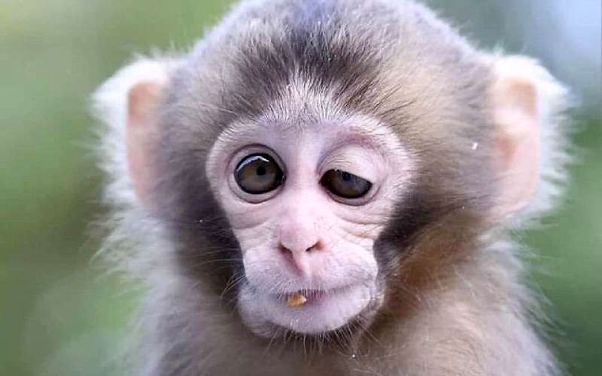 ببینید این میمون باهوش چطور یوزپلنگ را شکست داد!/ ویدئو