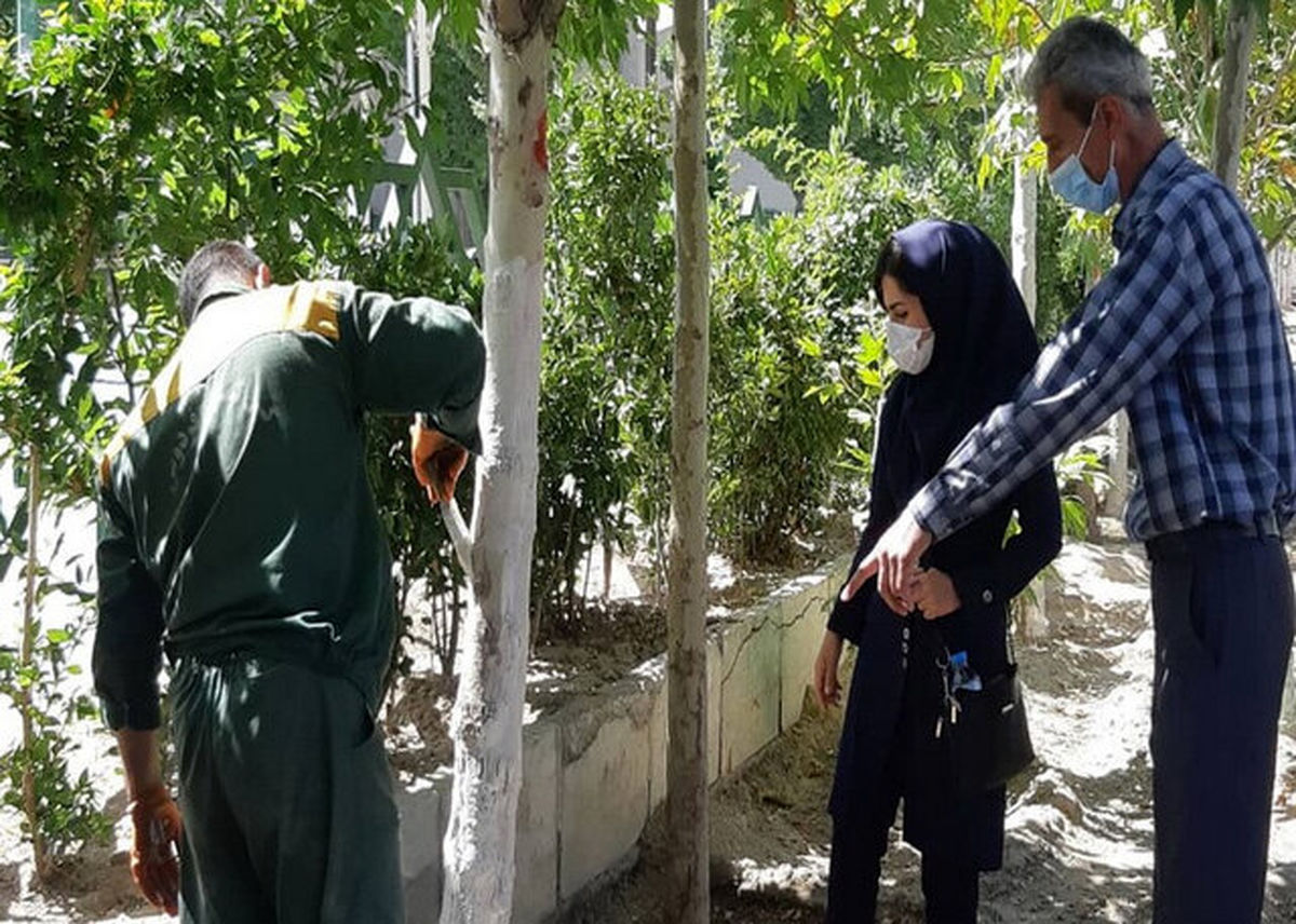 پیشگیری از خزان زودرس درختان چنار در محله‌ های مرکزی شهر تهران