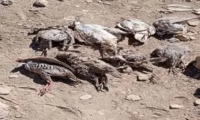 فشار بی‌ آبی بر گلوی حیات وحش لارستان