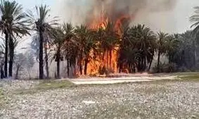 آتش ۱۵ میلیارد تومان به نخلستان های قلعه گنج خسارت زد