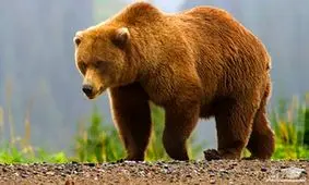 یک قلاده خرس قهوه ای در اطراف ارومیه مشاهده شد