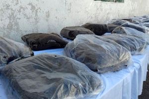 حدود ۴ تن مواد مخدر در استان بوشهر کشف شد