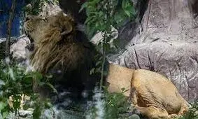 کارمندان باغ وحش، شیر سریلانکایی را کرونایی کردند