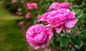 برداشت گل محمدی در «روستای زناسوج» الموت - قزوین/تصاویر