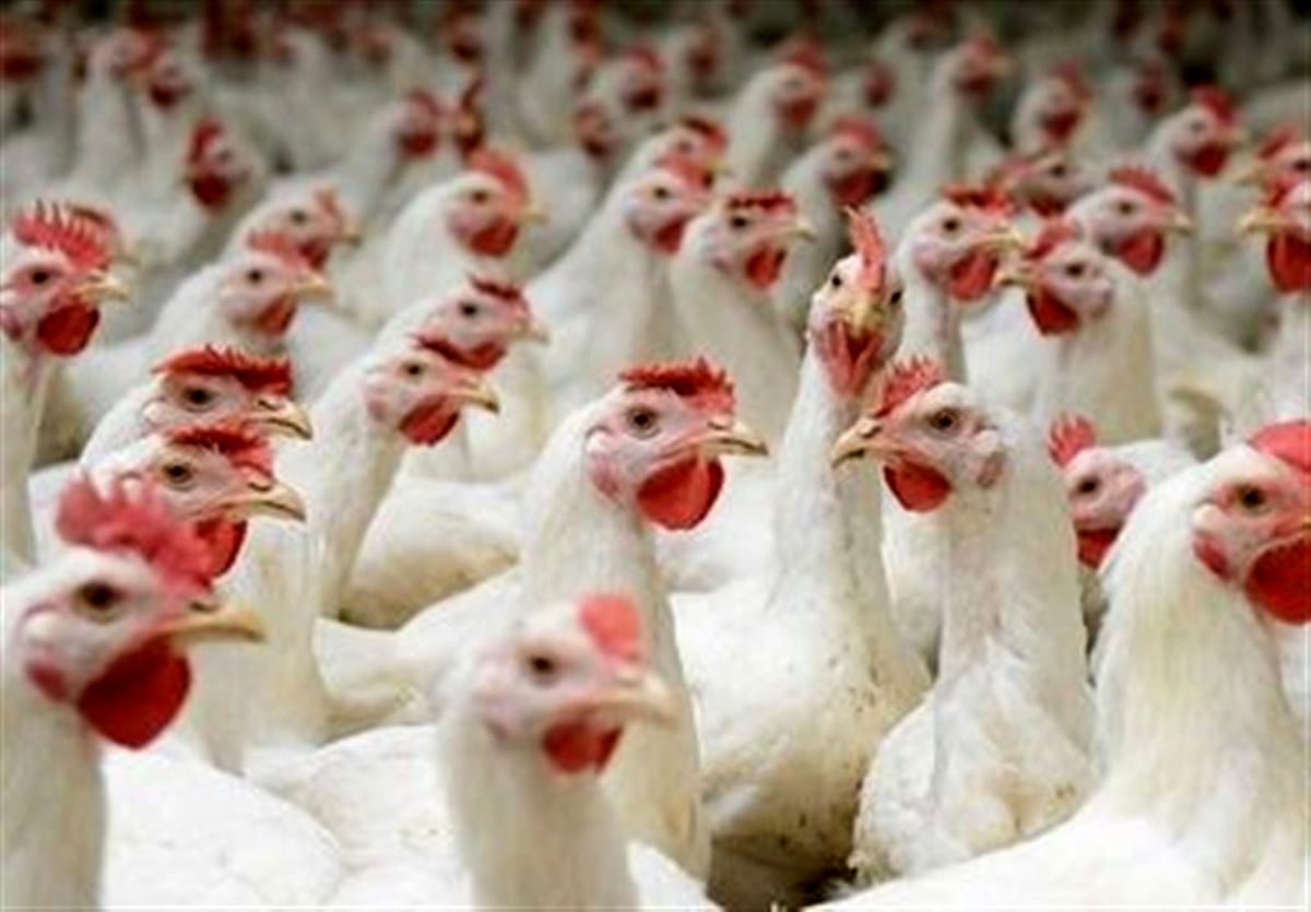 واکاوی علت کمبود مرغ در استان کرمان/ وقتی کمبود نهاده‌ های دامی دست مرغداران را بسته است