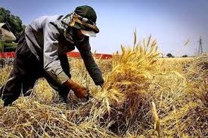 هزار و ۸۵ تن گندم با نرخ تضمینی از کشاورزان همدانی خریداری شده است