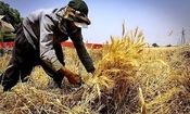 هزار و ۸۵ تن گندم با نرخ تضمینی از کشاورزان همدانی خریداری شده است
