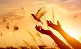 بخشش ۲ محکوم به قصاص در قزوین با پادرمیانی خادمان رضوی