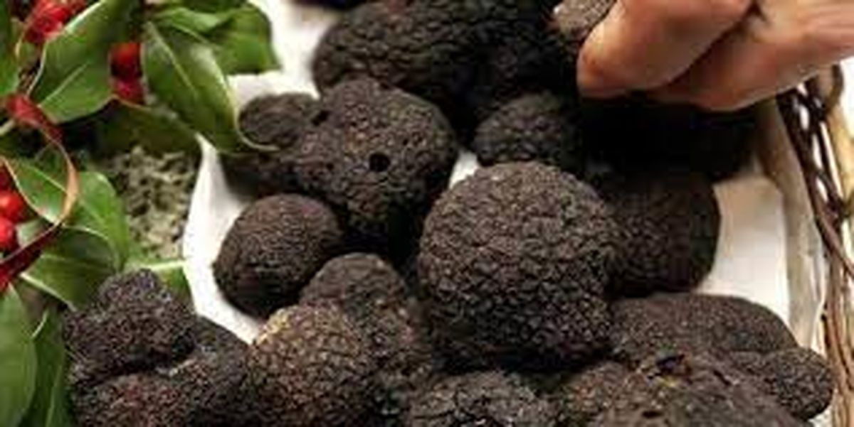کشف ترافل قاچاق در گالیکش