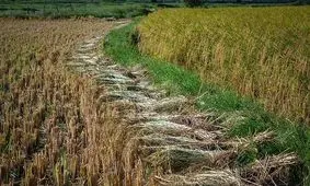 لزوم توسعه کشت علوفه پس از برداشت برنج