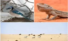 این ۳ حیوان در طراحی ساختمان‌های هوشمند الهام بخش هستند