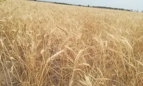 برآورد کاهش ۴۰ درصدی تولید گندم در همدان