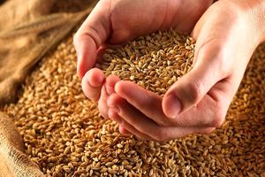 تاوانِ سود دلالان گندم را مصرف کننده می‌دهد