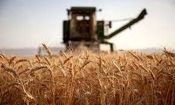 آغاز پرداخت مطالبات گندم‌ کاران همدانی تا چند روز آینده