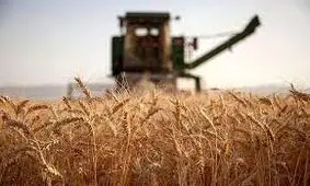 آغاز پرداخت مطالبات گندم‌ کاران همدانی تا چند روز آینده