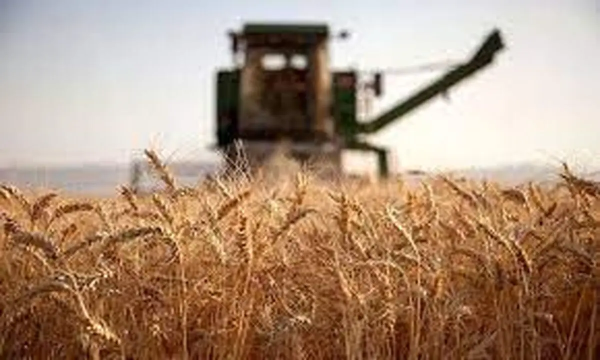 آغاز پرداخت مطالبات گندم‌ کاران همدانی تا چند روز آینده
