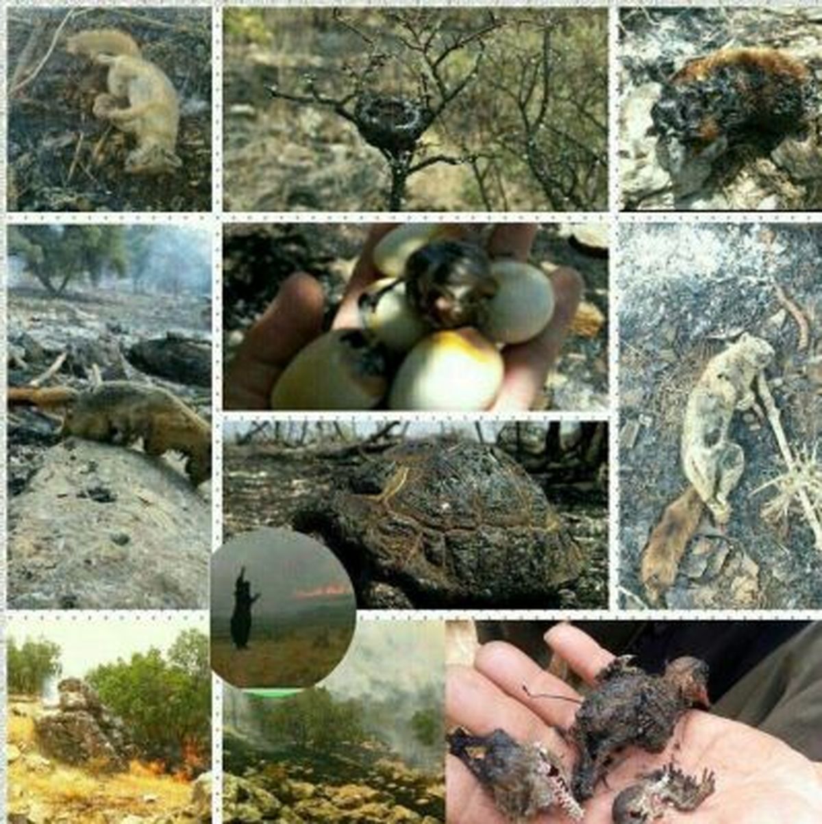 آتش سوزی جنگل‌های بلوط کردستان، این جانوران را زغال کرد